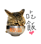 CAT_mango（個別スタンプ：12）