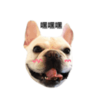 Daily Life of French Bulldog Mabo（個別スタンプ：2）