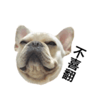 Daily Life of French Bulldog Mabo（個別スタンプ：18）