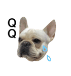 Daily Life of French Bulldog Mabo（個別スタンプ：19）