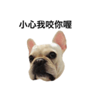 Daily Life of French Bulldog Mabo（個別スタンプ：21）