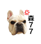 Daily Life of French Bulldog Mabo（個別スタンプ：36）