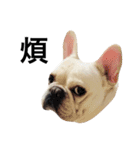 Daily Life of French Bulldog Mabo（個別スタンプ：38）