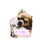 犬スタンプ1（個別スタンプ：2）