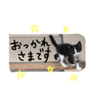 katsu stamps（個別スタンプ：18）