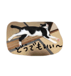 katsu stamps（個別スタンプ：22）