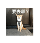 Shiba's greetings（個別スタンプ：1）