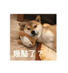 Shiba's greetings（個別スタンプ：2）