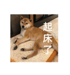 Shiba's greetings（個別スタンプ：8）