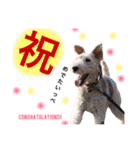 保護犬こっぺぱん-vol.2（個別スタンプ：24）