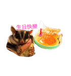 Cute-Sugarglider（個別スタンプ：2）