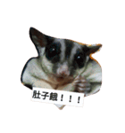 Cute-Sugarglider（個別スタンプ：3）