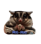 Cute-Sugarglider（個別スタンプ：4）