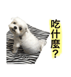 Two Little white dogs.（個別スタンプ：9）