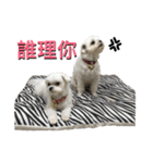 Two Little white dogs.（個別スタンプ：11）