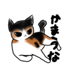 Invective cat Choko（個別スタンプ：6）