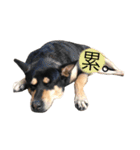 BOW-WOW DOGS（個別スタンプ：5）