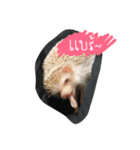 Kling the Hog 1（個別スタンプ：1）