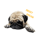 I'm Pug.（個別スタンプ：6）