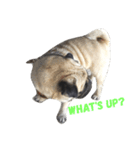 I'm Pug.（個別スタンプ：8）