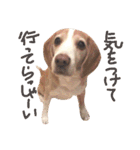 My lovely beagle always on his way.（個別スタンプ：1）