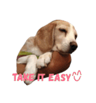 My lovely beagle always on his way.（個別スタンプ：9）