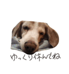 My lovely beagle always on his way.（個別スタンプ：17）