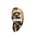 Golden Retriever！（個別スタンプ：7）