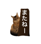 ねこねこスタンプ(日常系)（個別スタンプ：34）