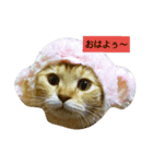 RuiMeiCAT（個別スタンプ：3）