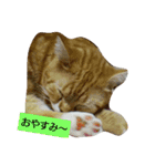 RuiMeiCAT（個別スタンプ：4）