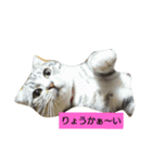 RuiMeiCAT（個別スタンプ：5）