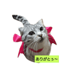 RuiMeiCAT（個別スタンプ：7）