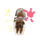 愛犬モコのスタンプmoco2（個別スタンプ：18）