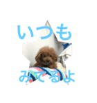 愛犬モコのスタンプmoco2（個別スタンプ：20）