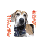 ビーグル犬 ちょこの日常（個別スタンプ：1）