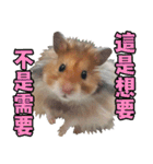 Golden Hamster~MoMoJai~ 5（個別スタンプ：1）