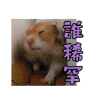 Golden Hamster~MoMoJai~ 5（個別スタンプ：3）