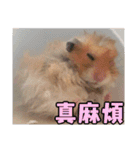 Golden Hamster~MoMoJai~ 5（個別スタンプ：5）