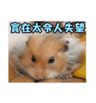 Golden Hamster~MoMoJai~ 5（個別スタンプ：6）