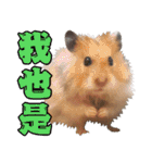 Golden Hamster~MoMoJai~ 5（個別スタンプ：8）