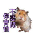 Golden Hamster~MoMoJai~ 5（個別スタンプ：10）