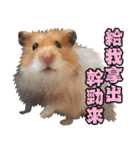 Golden Hamster~MoMoJai~ 5（個別スタンプ：11）