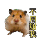 Golden Hamster~MoMoJai~ 5（個別スタンプ：12）