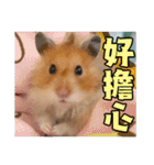 Golden Hamster~MoMoJai~ 5（個別スタンプ：13）