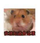 Golden Hamster~MoMoJai~ 5（個別スタンプ：14）