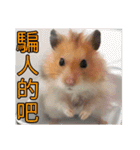 Golden Hamster~MoMoJai~ 5（個別スタンプ：16）