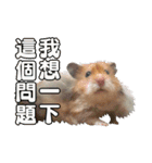 Golden Hamster~MoMoJai~ 5（個別スタンプ：17）