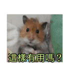 Golden Hamster~MoMoJai~ 5（個別スタンプ：18）