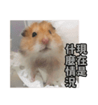 Golden Hamster~MoMoJai~ 5（個別スタンプ：19）